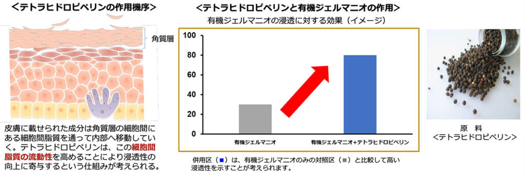 テトラヒドロピペリンの作用機序